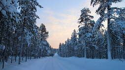 A snowy forest with trees covered in snow and a road going through it.