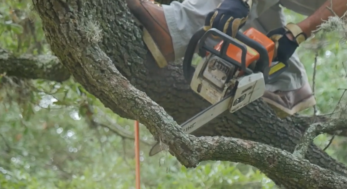 affordable tree removal peoria