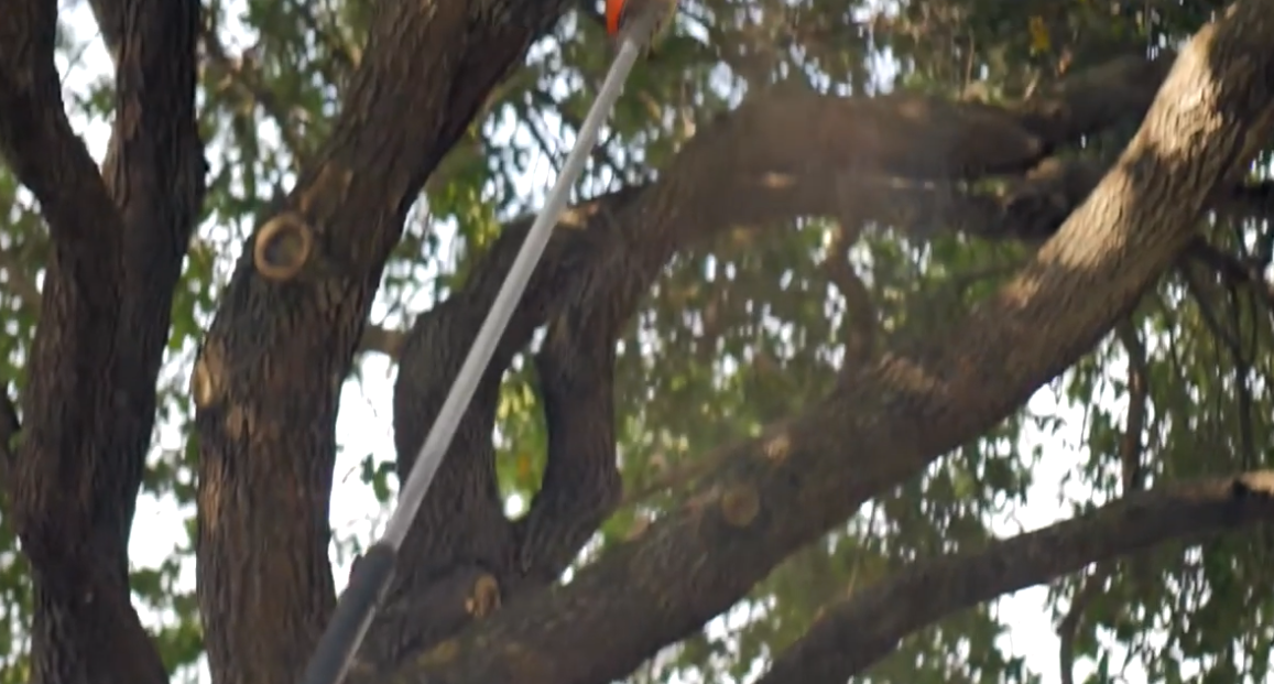 peoria tree crown clearing 