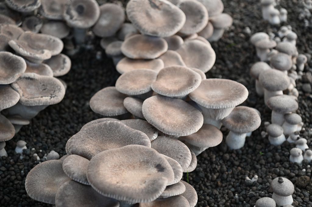 Funghi