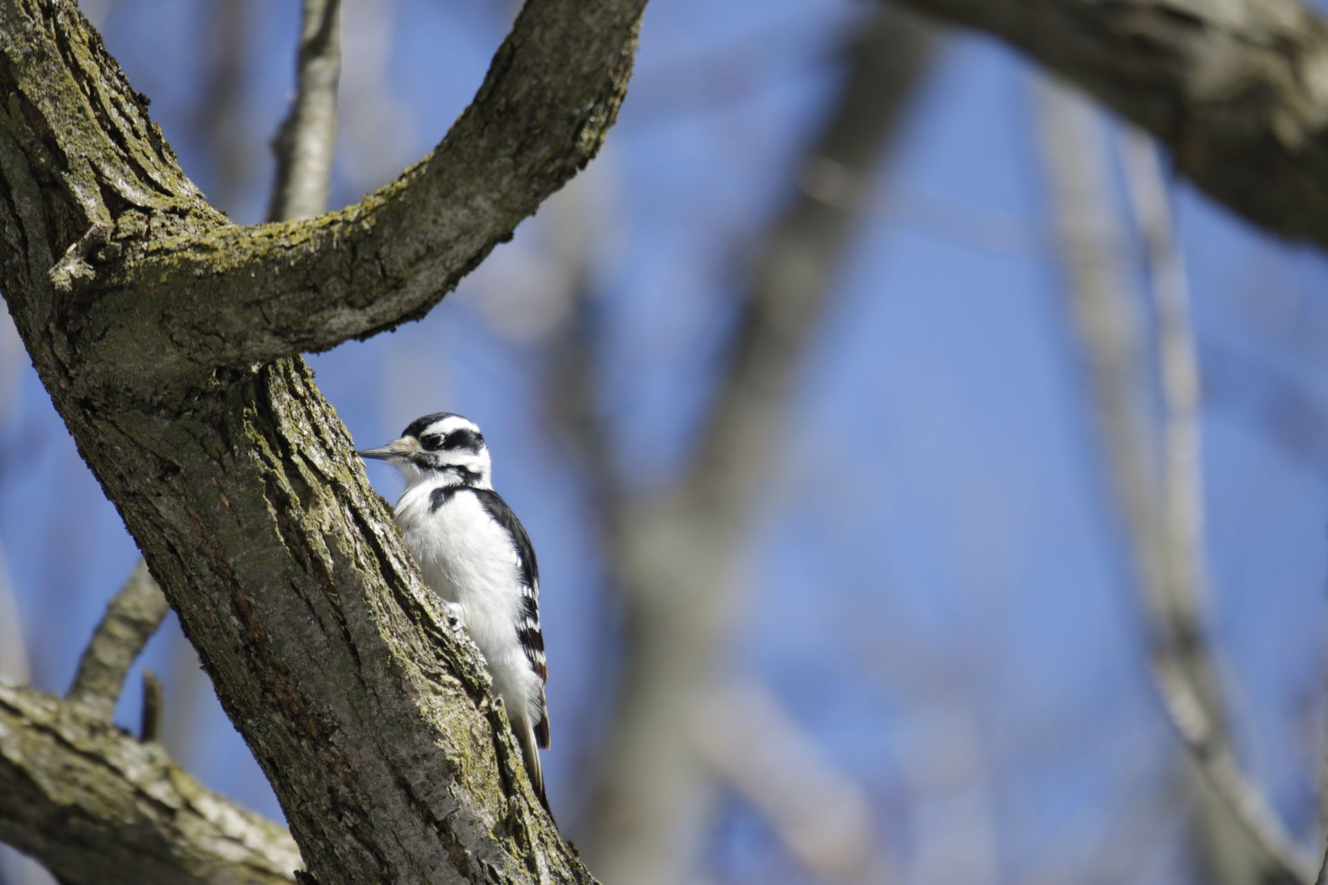 Small black-and-white bird perched on a tree trunk against a blue sky