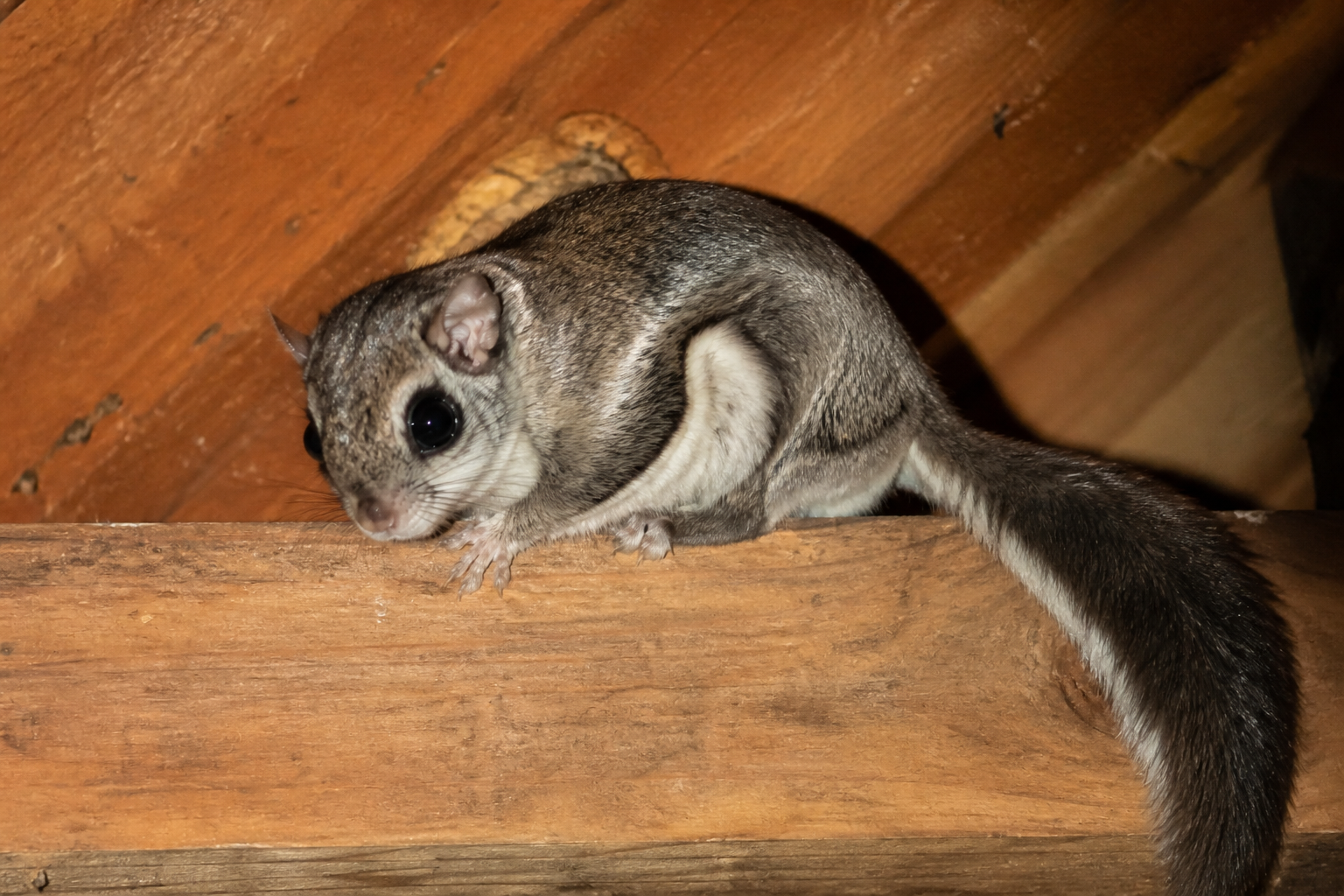 Small gray squirrel curled on a wooden beam, with a long dark tail against a warm wood background.