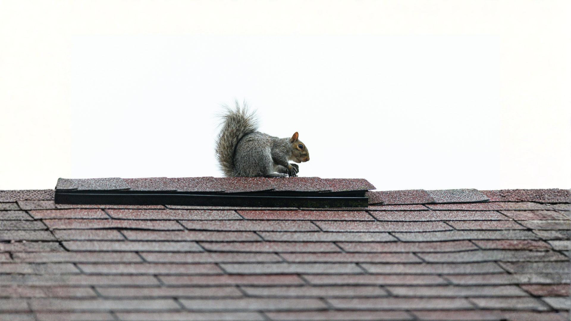 Gray squirrel on a rooftop against a pale sky.