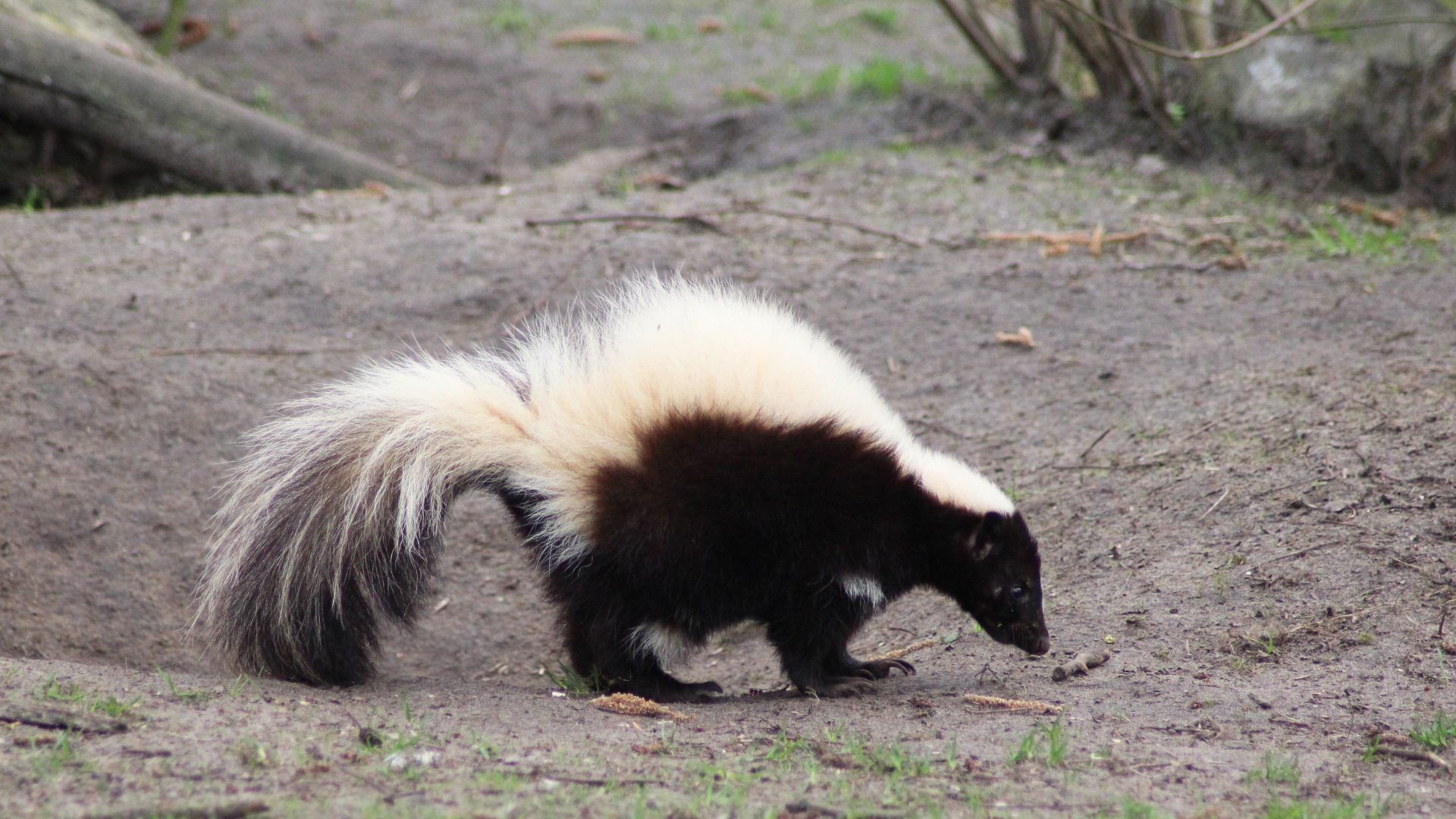 Skunk with black-and-white fur sniffing the ground in a dirt area outdoors