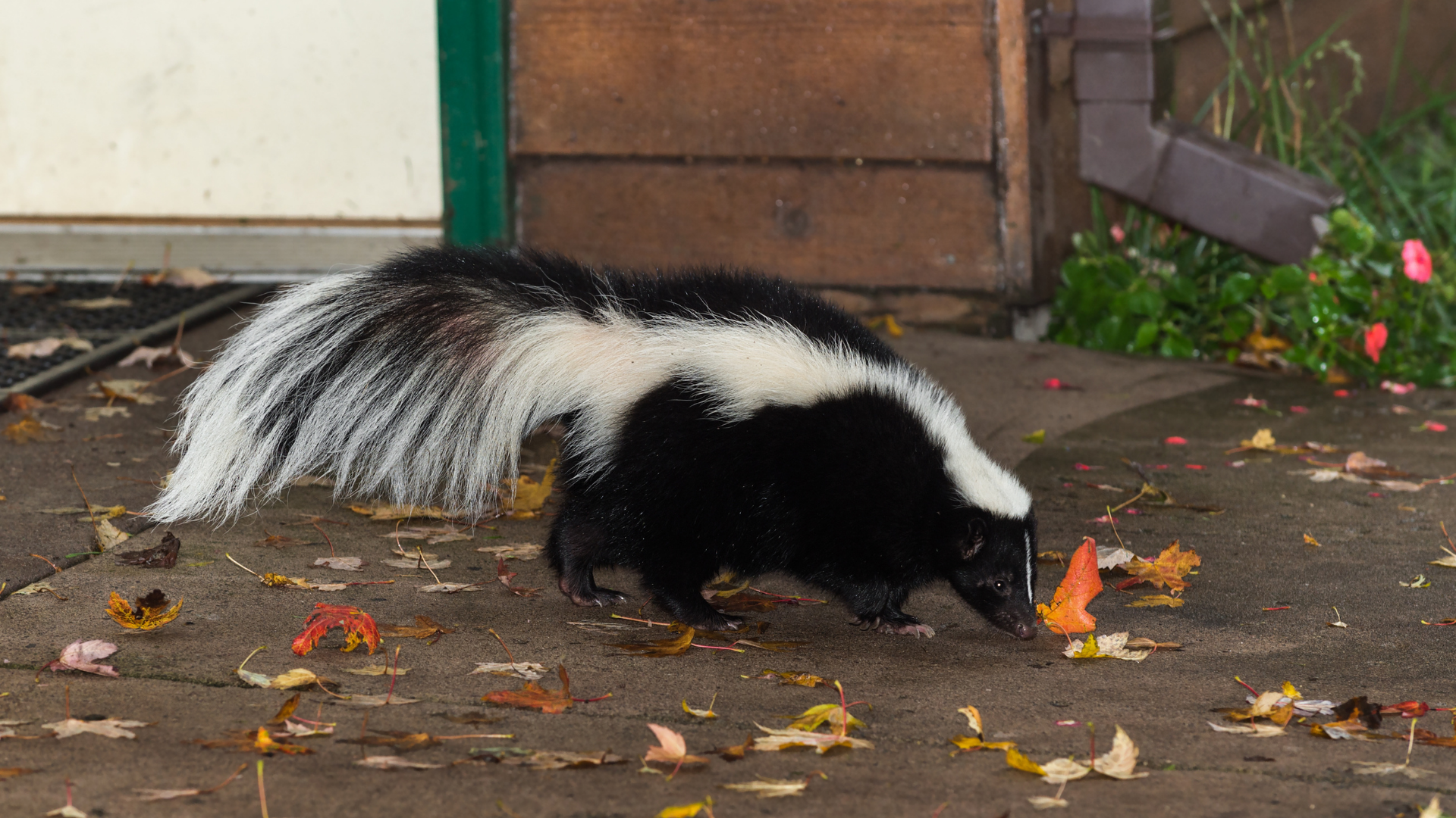 Black-and-white skunk sniffing fallen leaves on a wet pavement near a doorway
