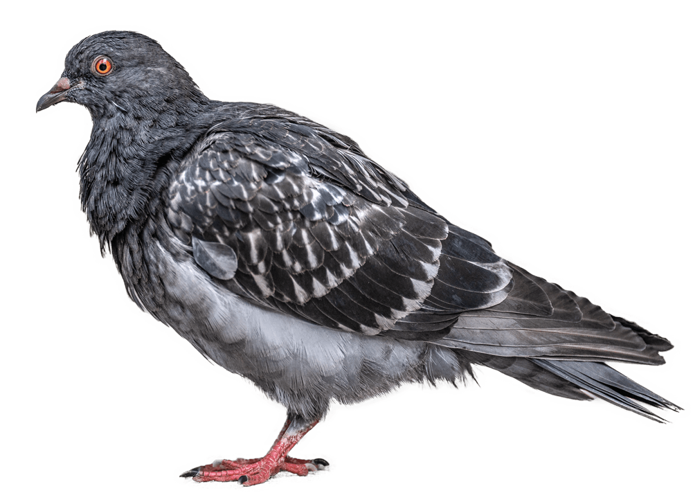 pigeon