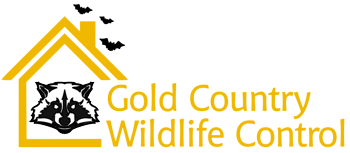 gold country wildlife control with a raccoon and bats