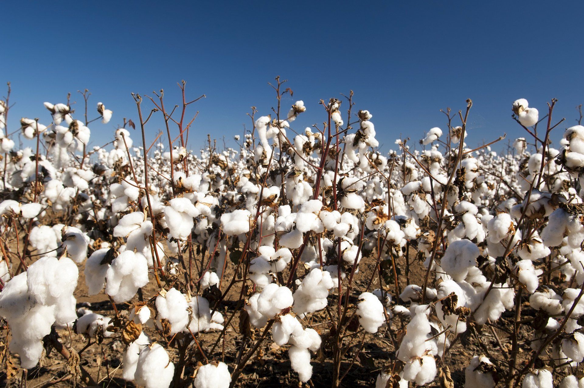 cotton flowers