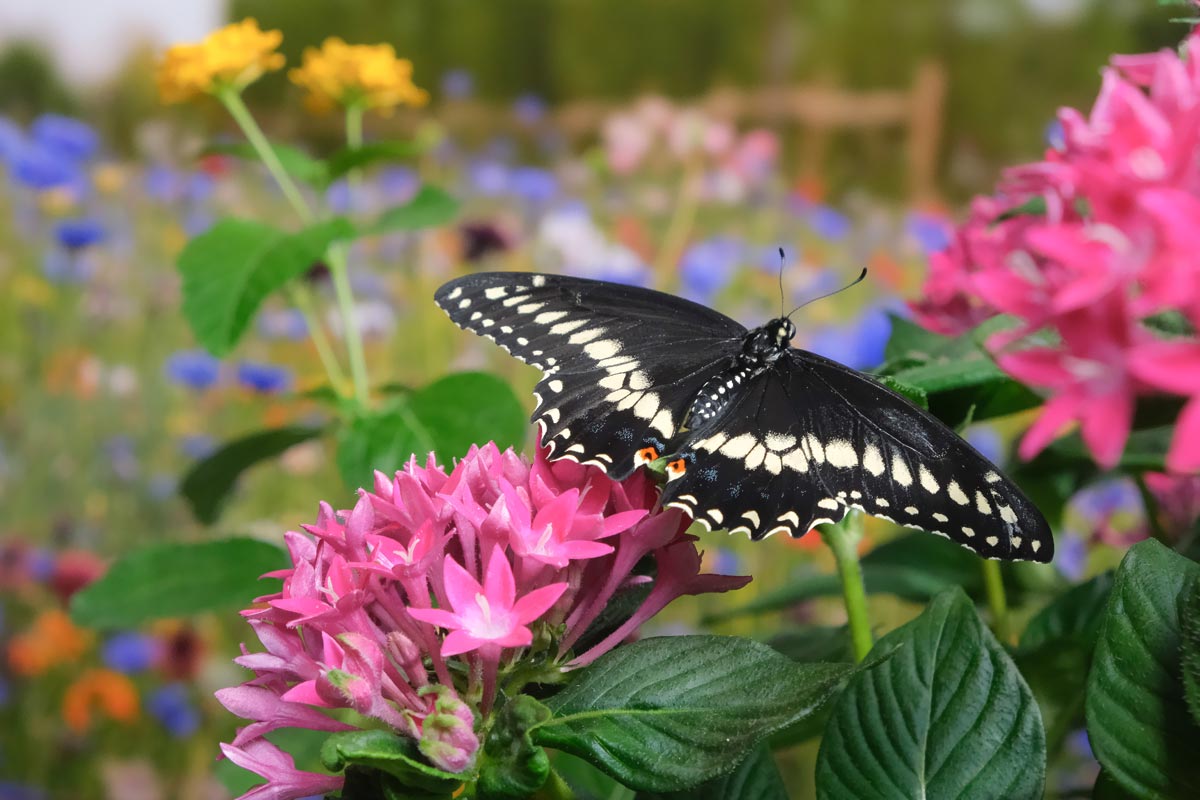Butterfly on a flower
