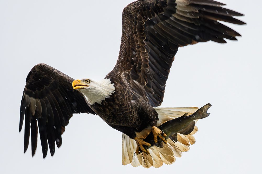 Eagle Image