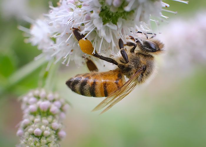 closeup photo of a honeybee