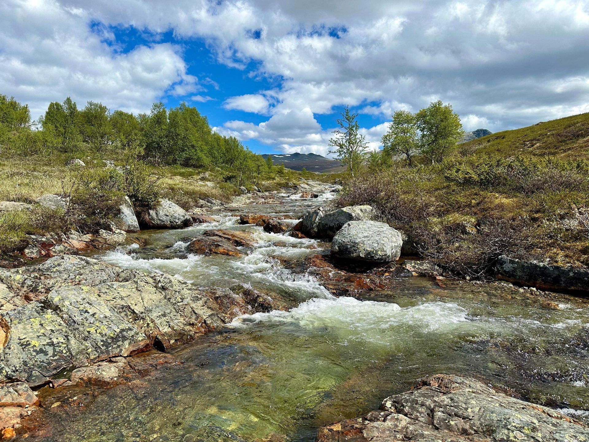 A shallow, rocky stream flows through a landscape of low shrubs and green vegetation, under a blue sky with clouds.