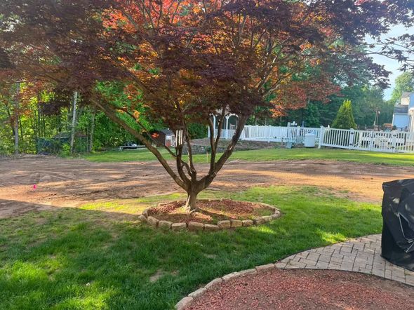 Tree with red-green leaves in a landscaped yard, with a white fence and brick walkway in the background