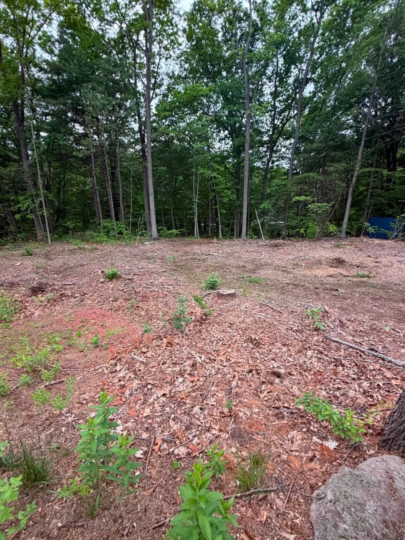 Cleared woodland lot with leaf-covered ground, young saplings, and tall trees in the background