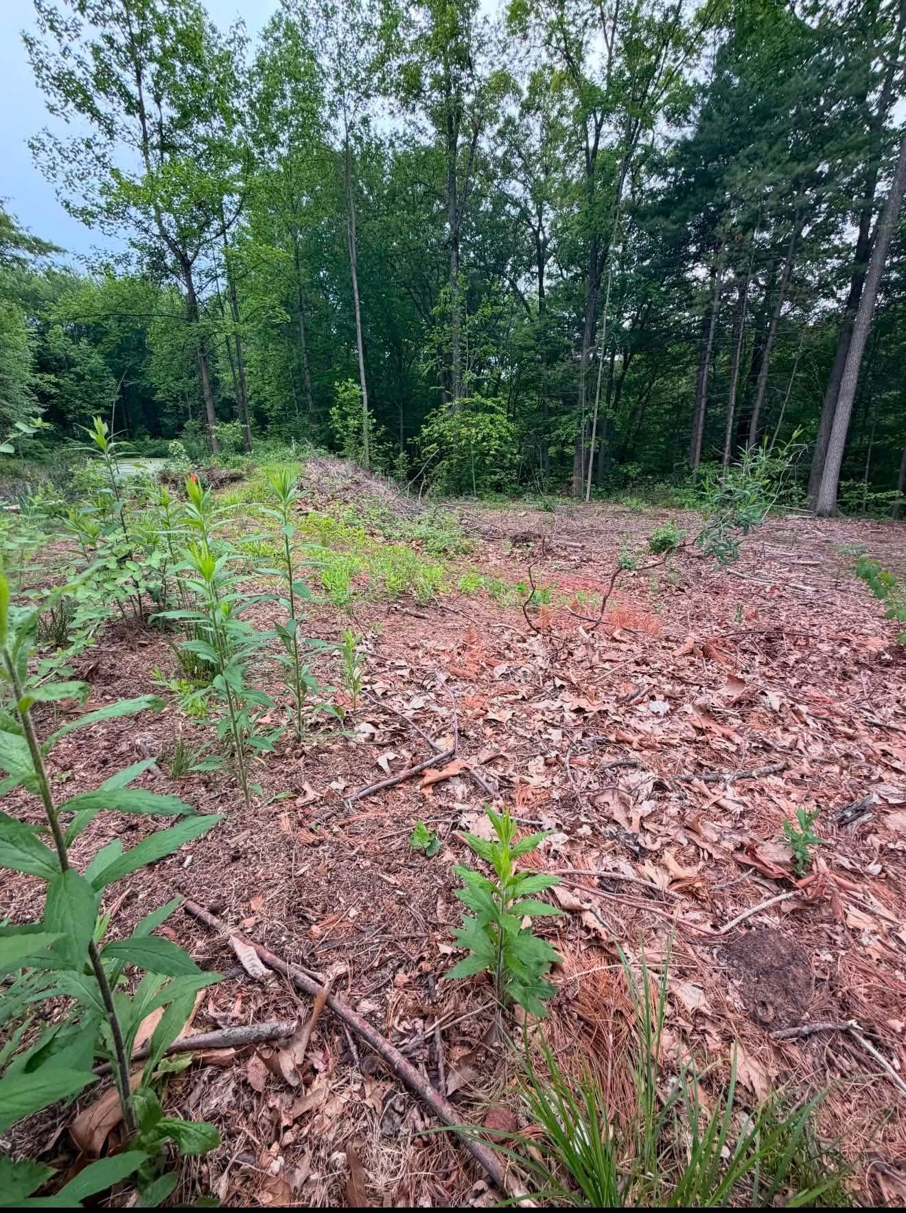 Cleared woodland edge with cut brush, green saplings, and trees in the background