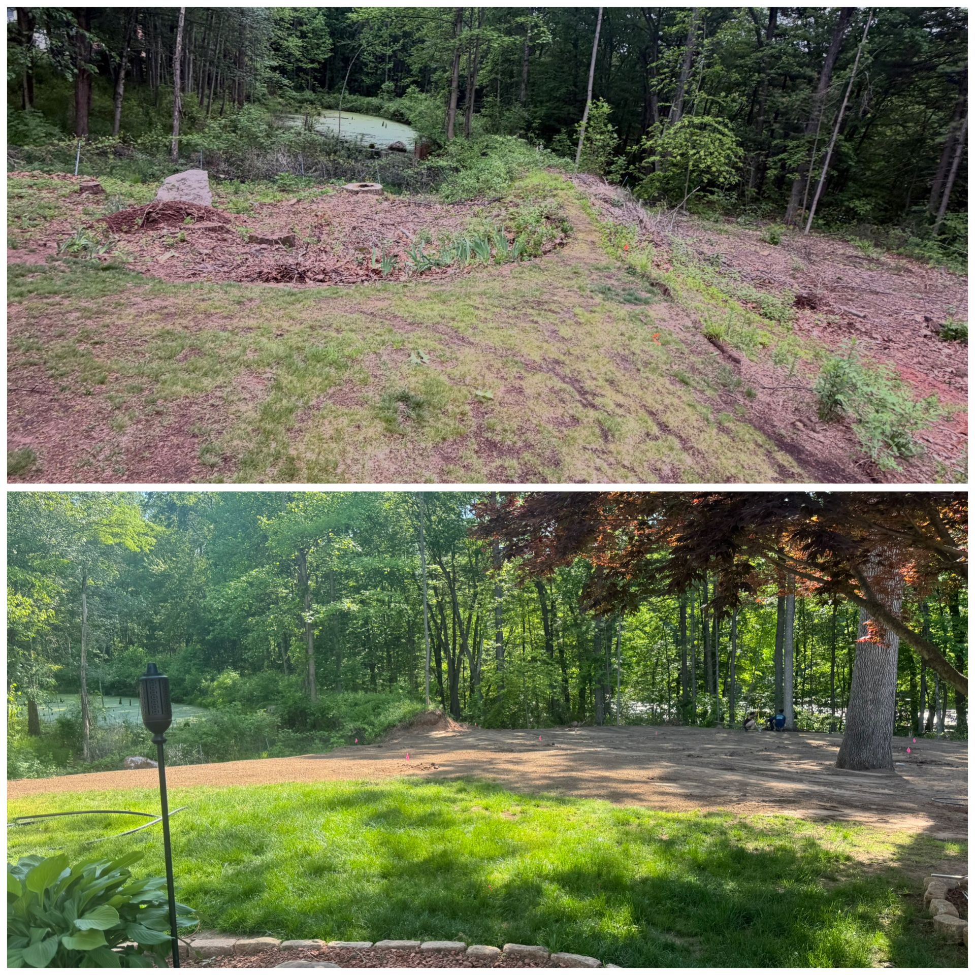 Before-and-after view of a wooded lot cleared into a grassy, open yard with trees around it