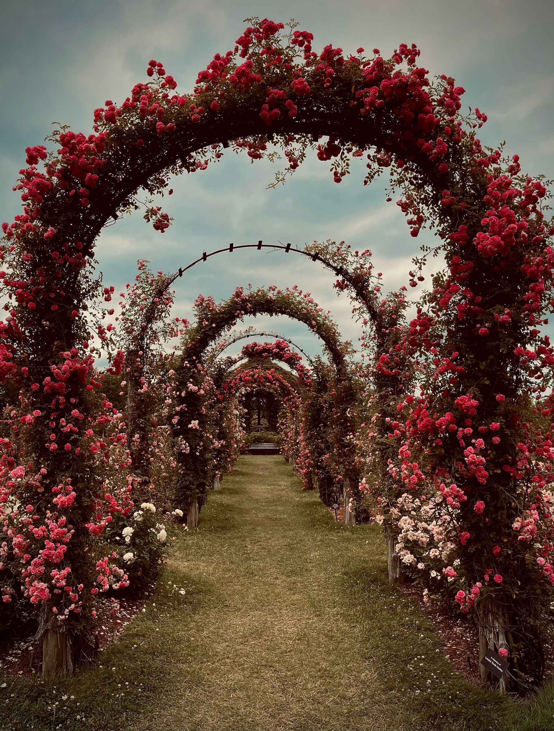 Rose-covered arches frame a pathway, creating a tunnel of red and pink blooms against a cloudy sky.