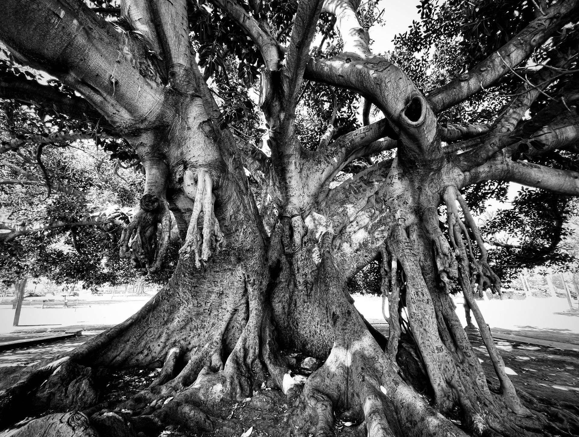 Black and white view of a large banyan tree with thick roots, textured trunk and branches reaching upwards.

