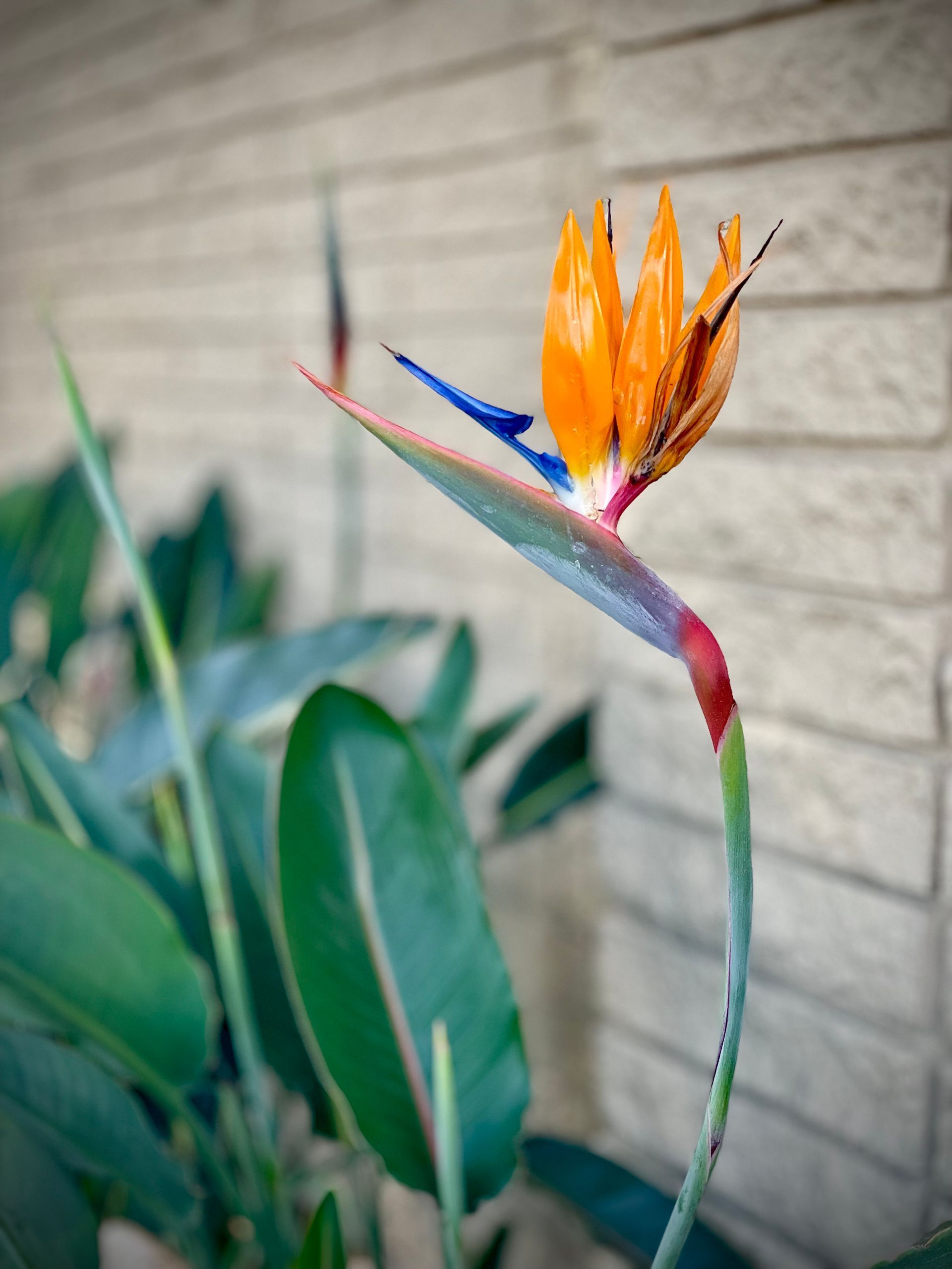 Bird of paradise flower, orange and blue petals, green stem, in front of a brick wall.