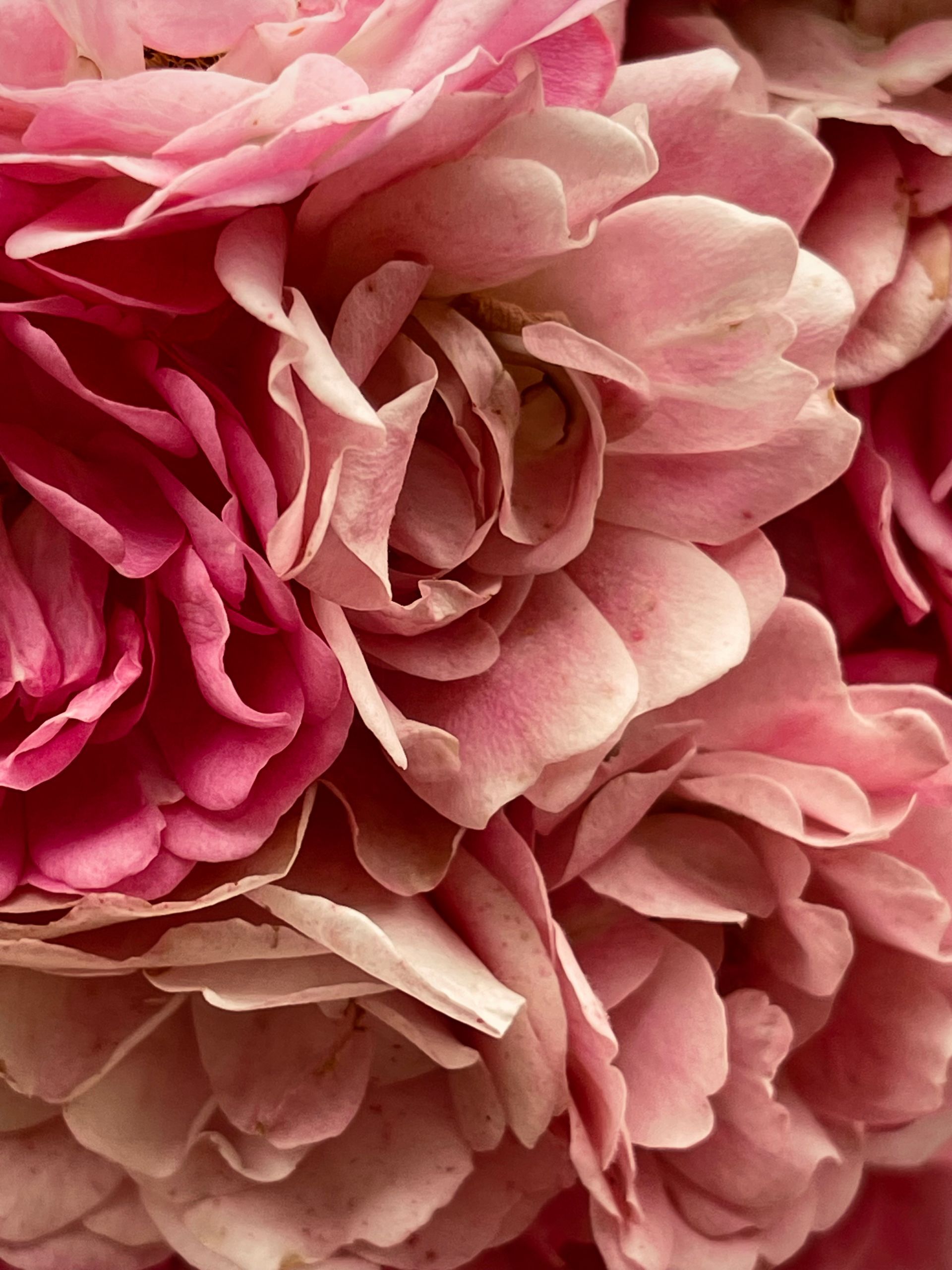 Close-up of pink and rose-colored rose blossoms, tightly packed together.