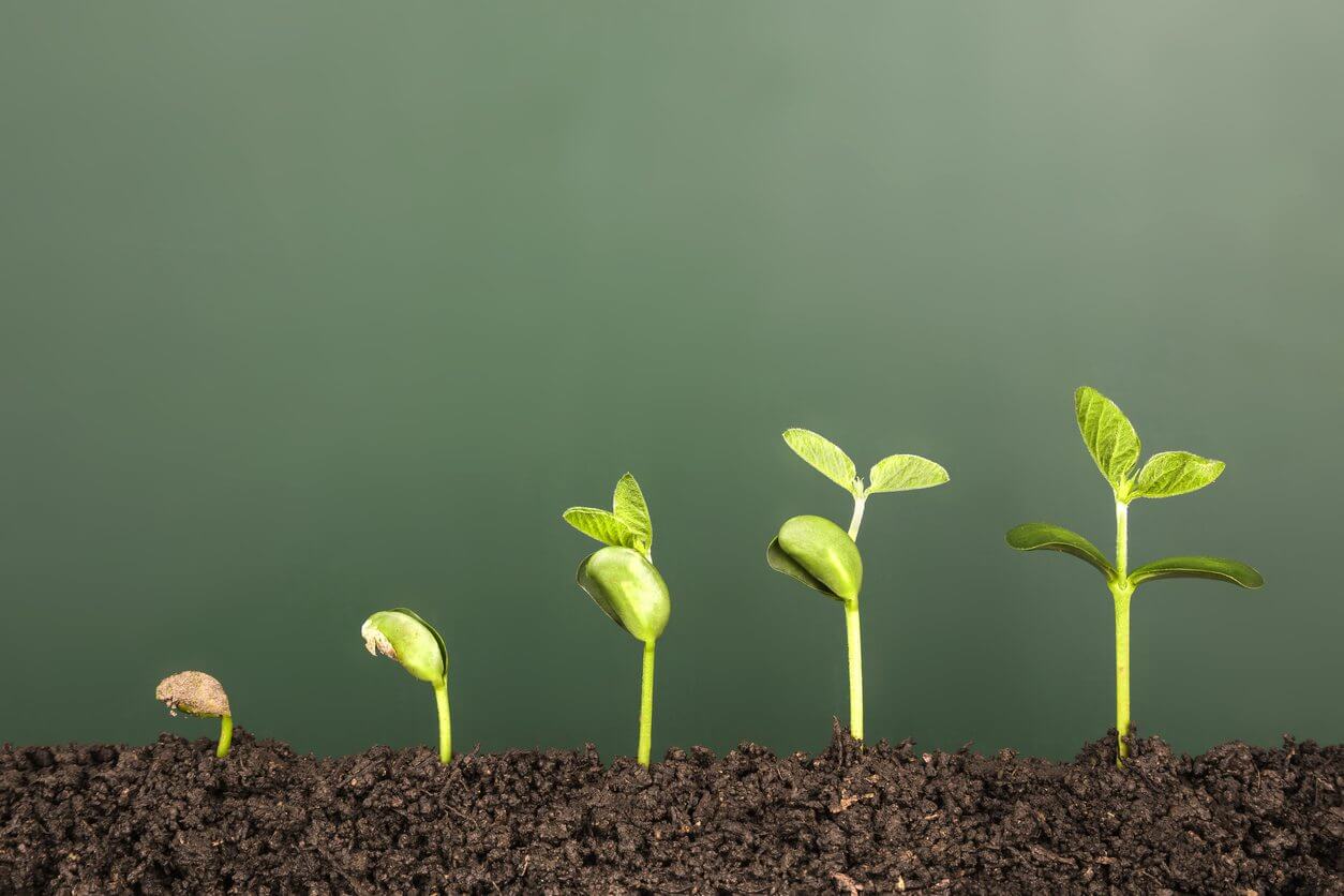 Small green seedlings sprouting in dark soil against a muted gray background