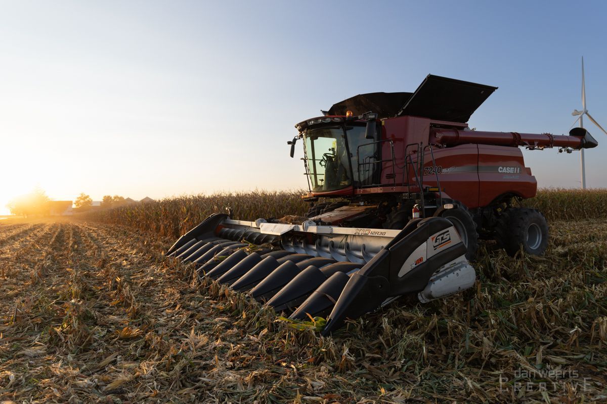 A combine harvester is working in a corn field at sunset.