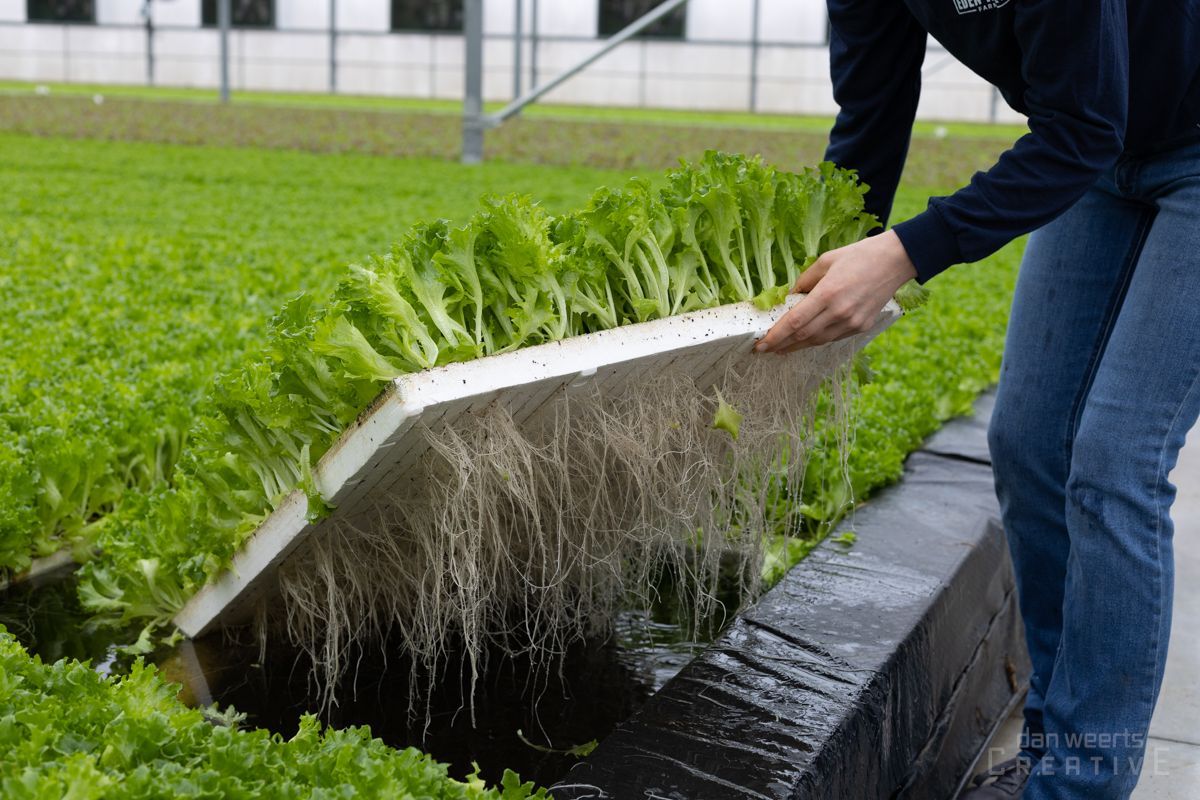 A person is watering lettuce plants in a greenhouse
