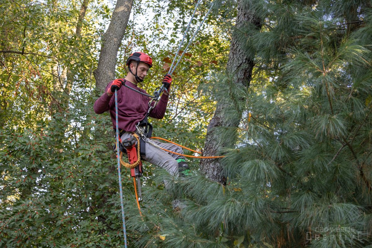 A man is climbing a tree with a rope.