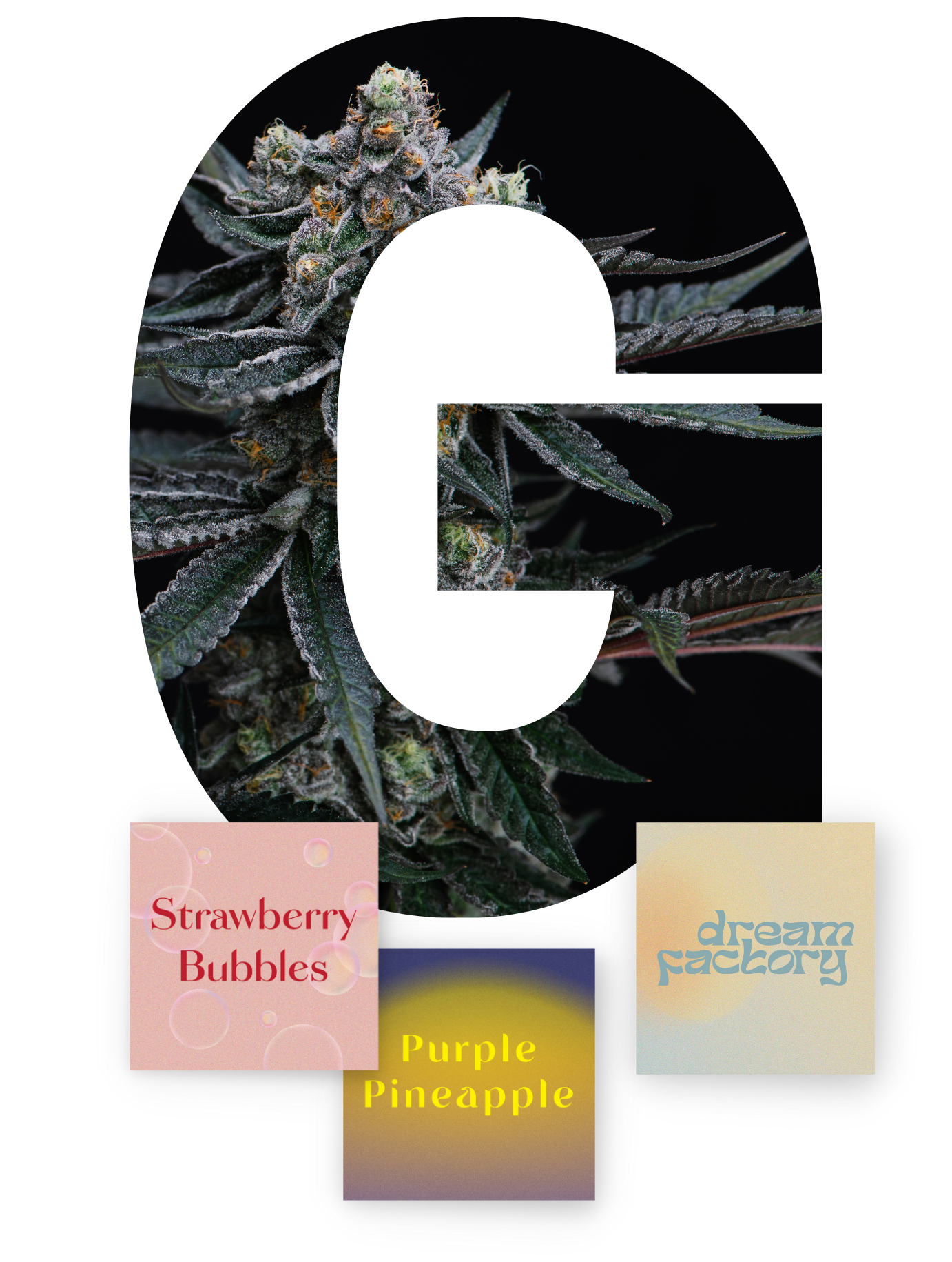 Large white G over cannabis leaves with three small labels: Strawberry Bubbles, Purple Pineapple, and diablozz candy.