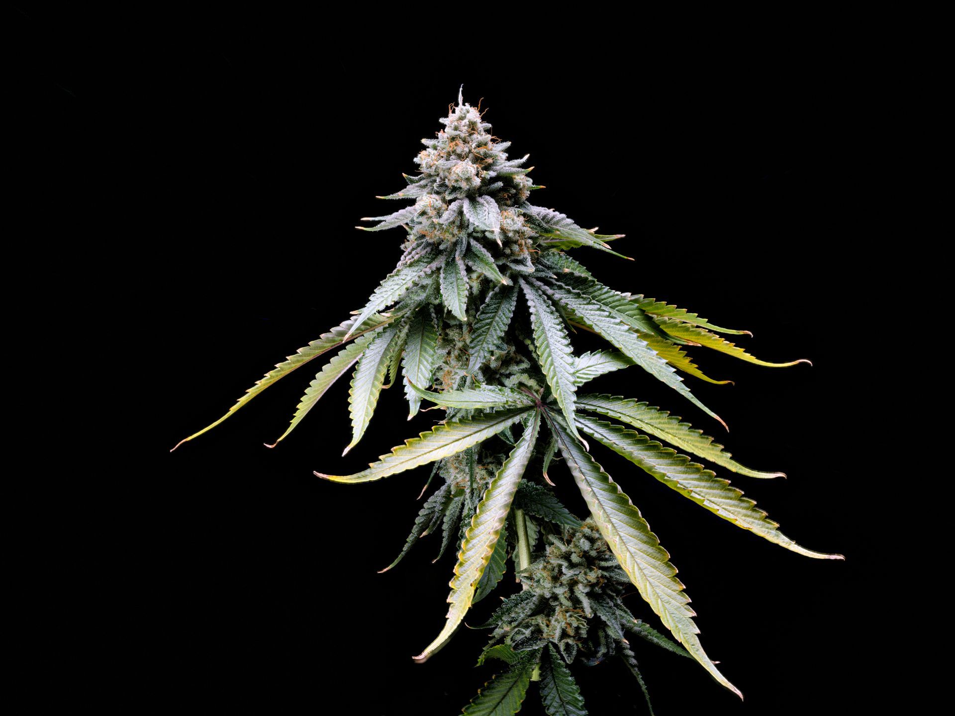 Cannabis plant with green leaves and frosty buds on a black background