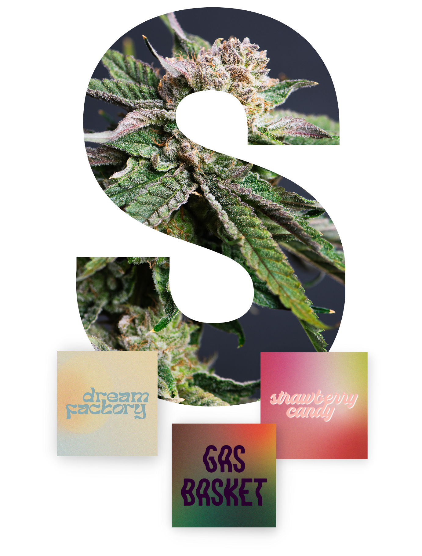 Large white “S” filled with plant texture, above three small colorful square labels.