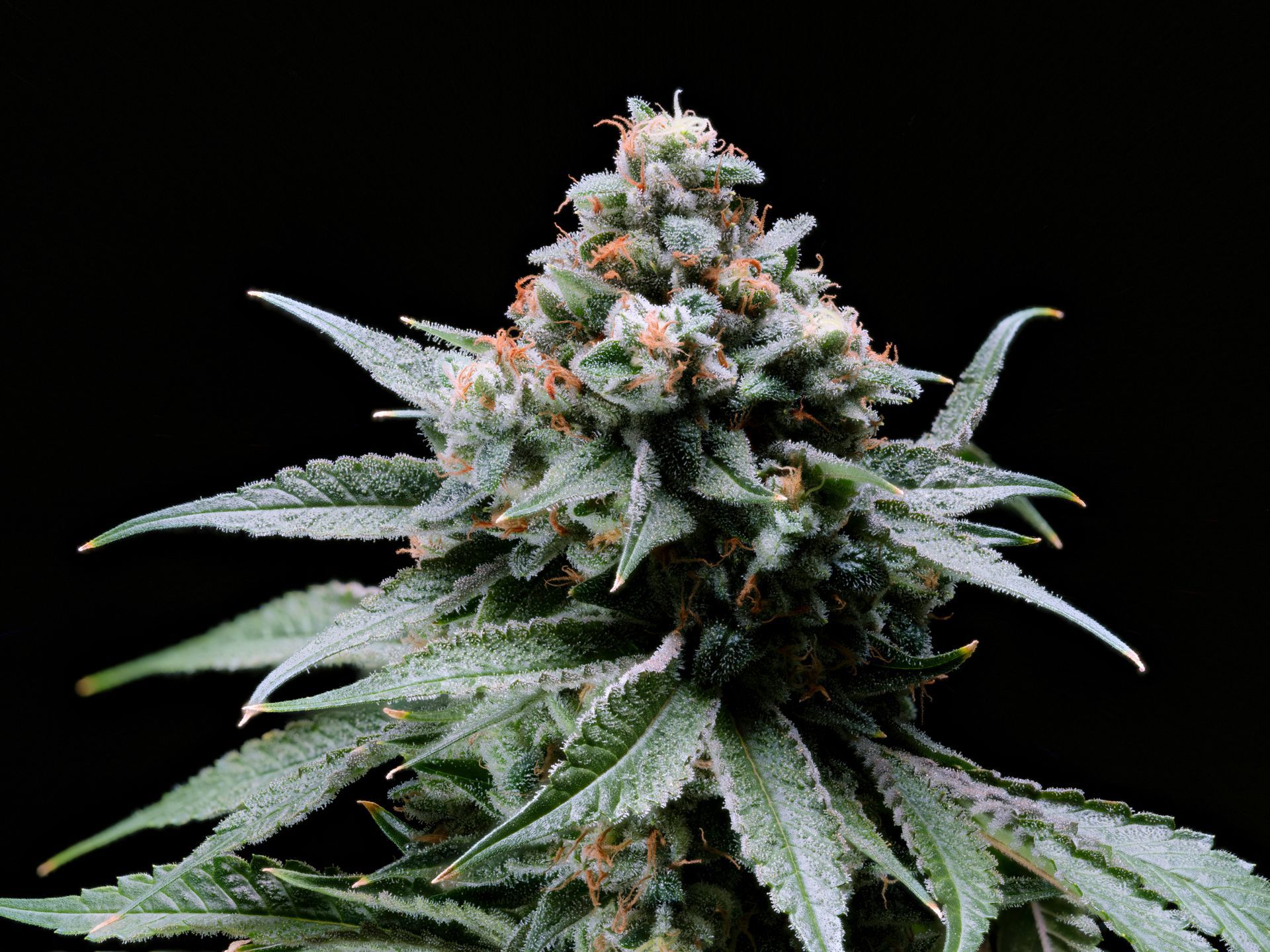 Close-up of a frosty cannabis bud with green leaves against a black background