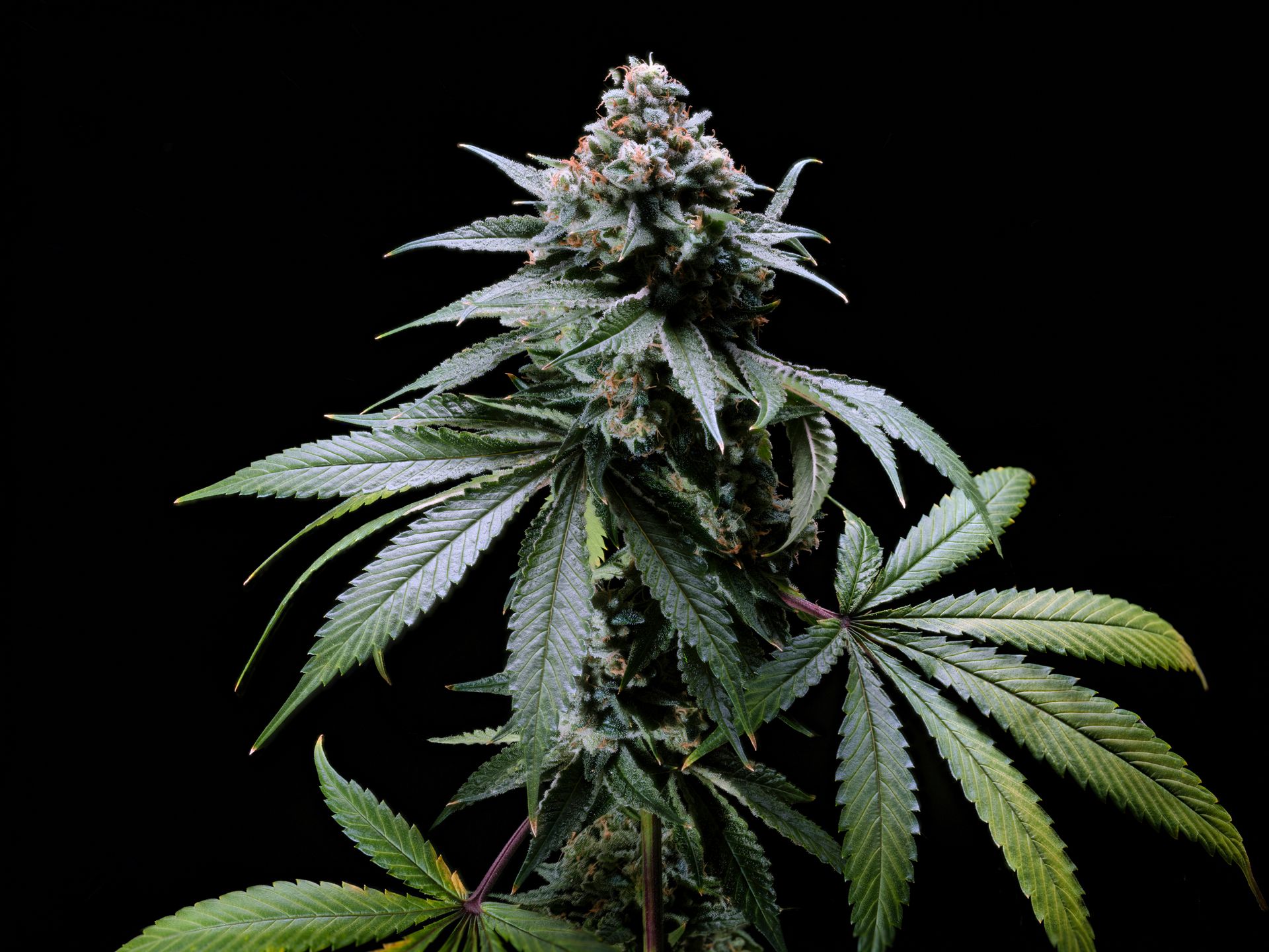 Cannabis plant with dense flowering buds and green leaves against a black background
