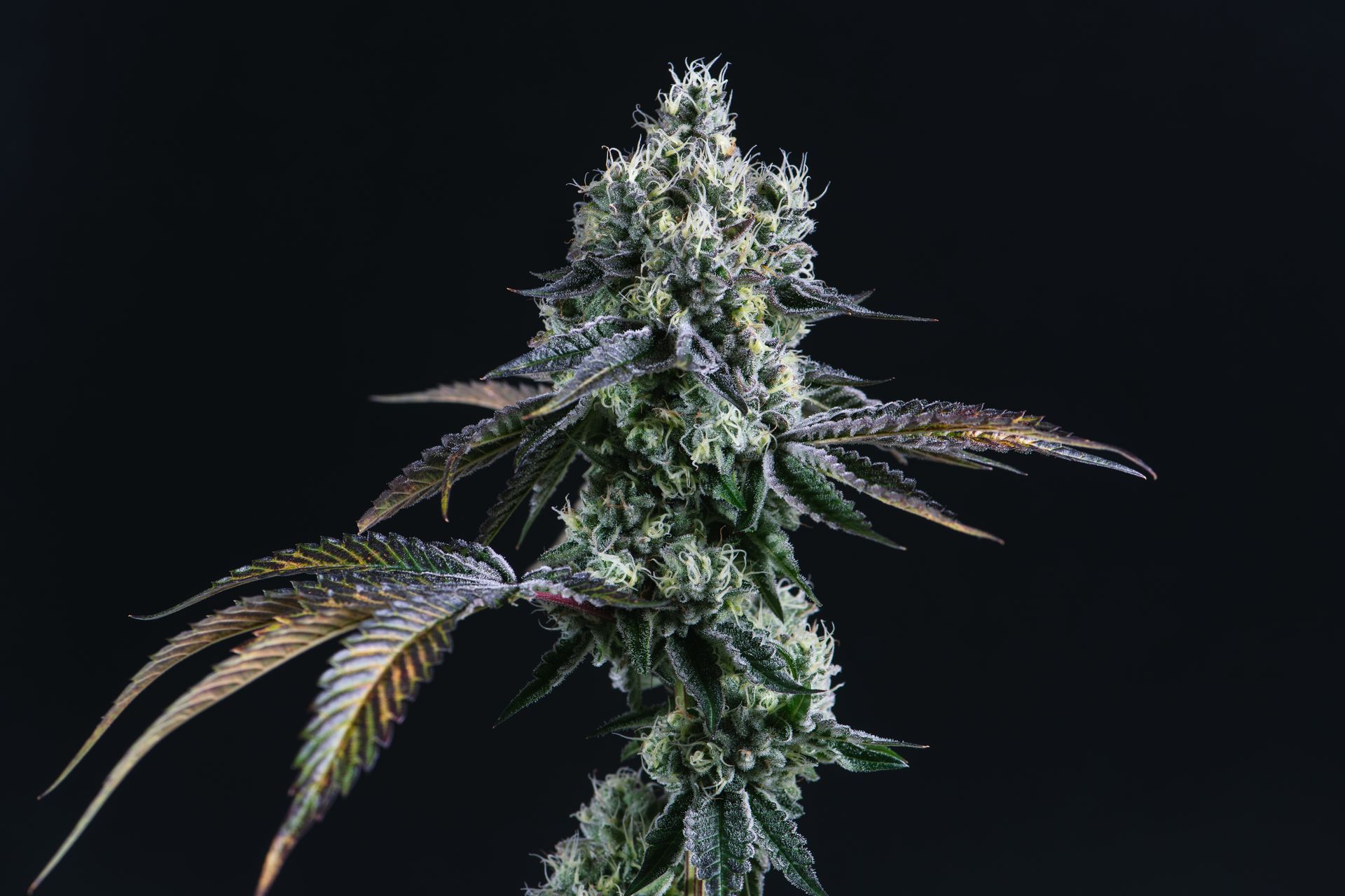 A cannabis bud with frosty white trichomes and dark green leaves against a black background