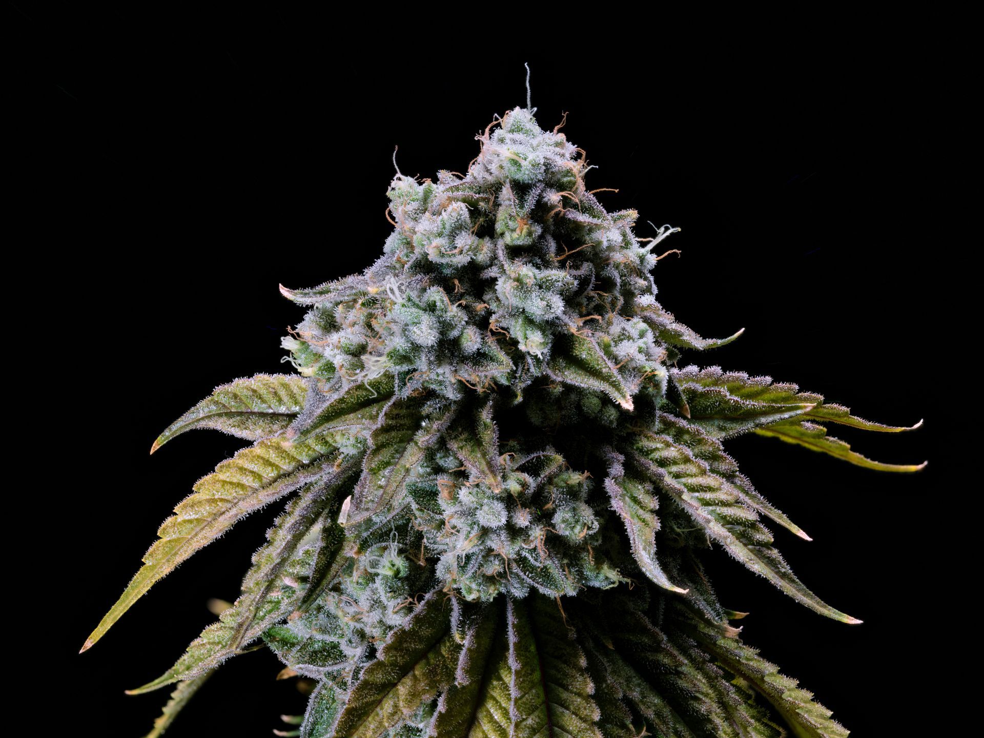 Close-up of a frosty cannabis bud with green and purple leaves on a black background