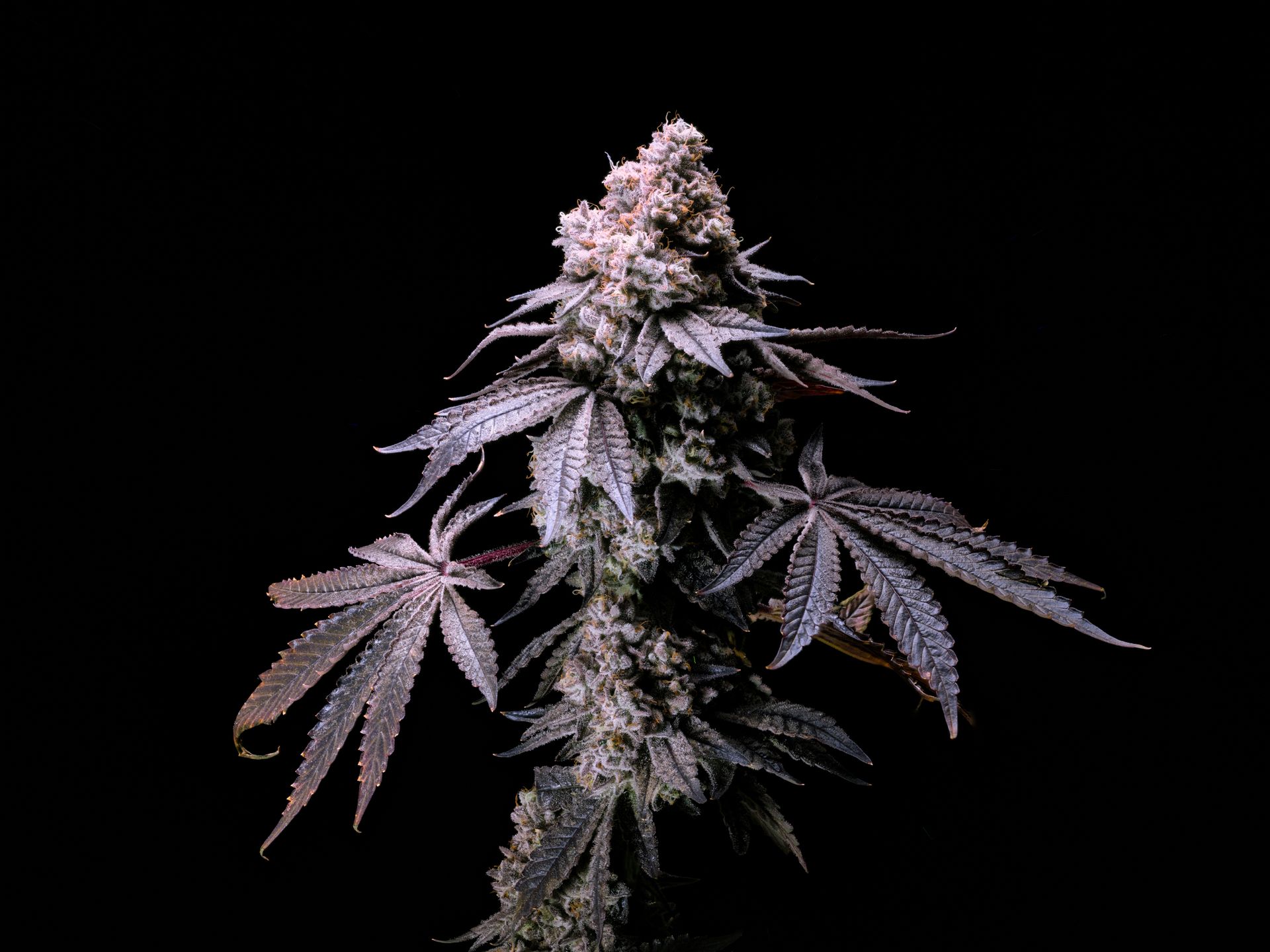 Purple cannabis plant with dense buds against a black background
