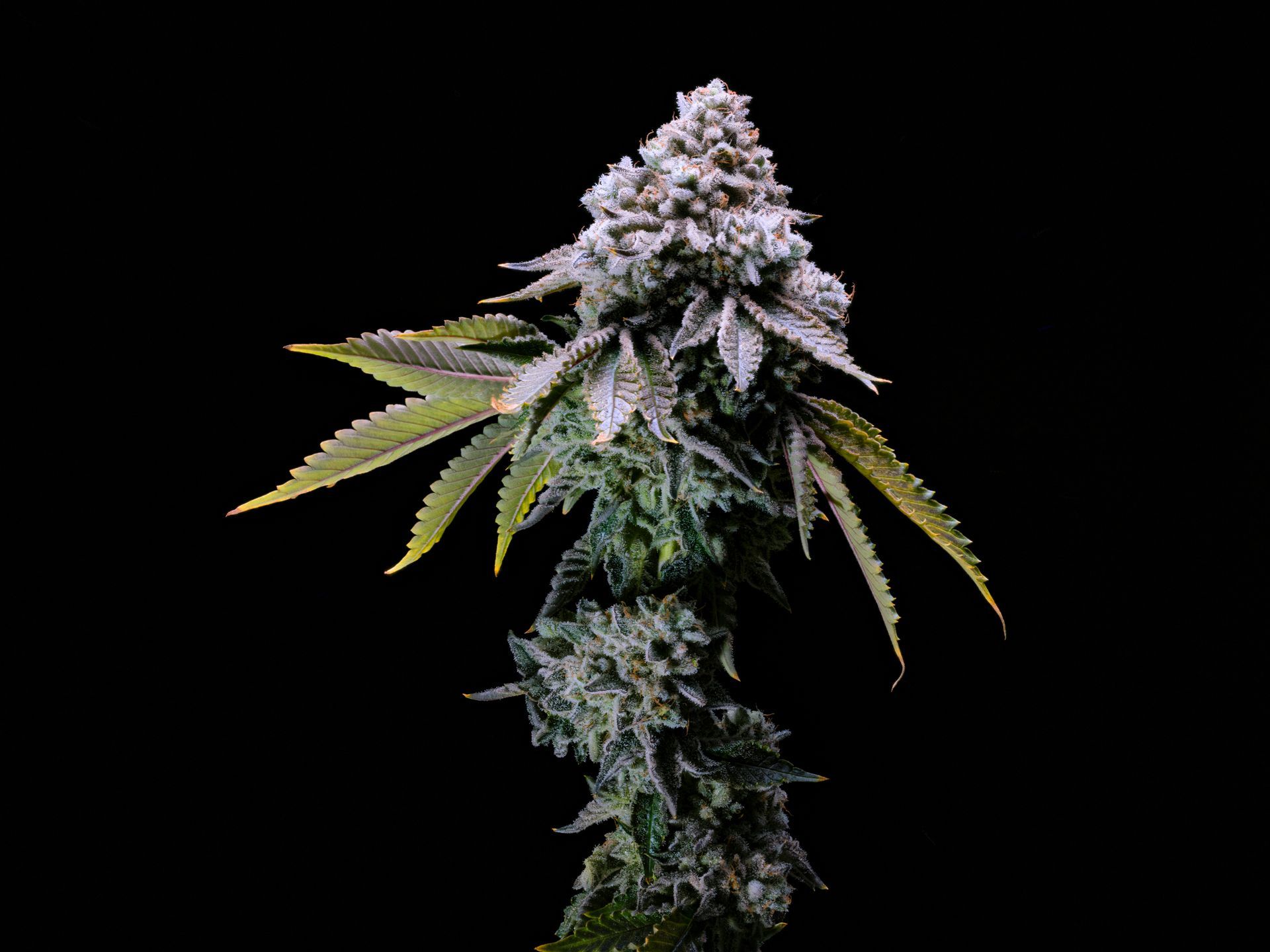 A cannabis plant with purple buds and green leaves against a black background