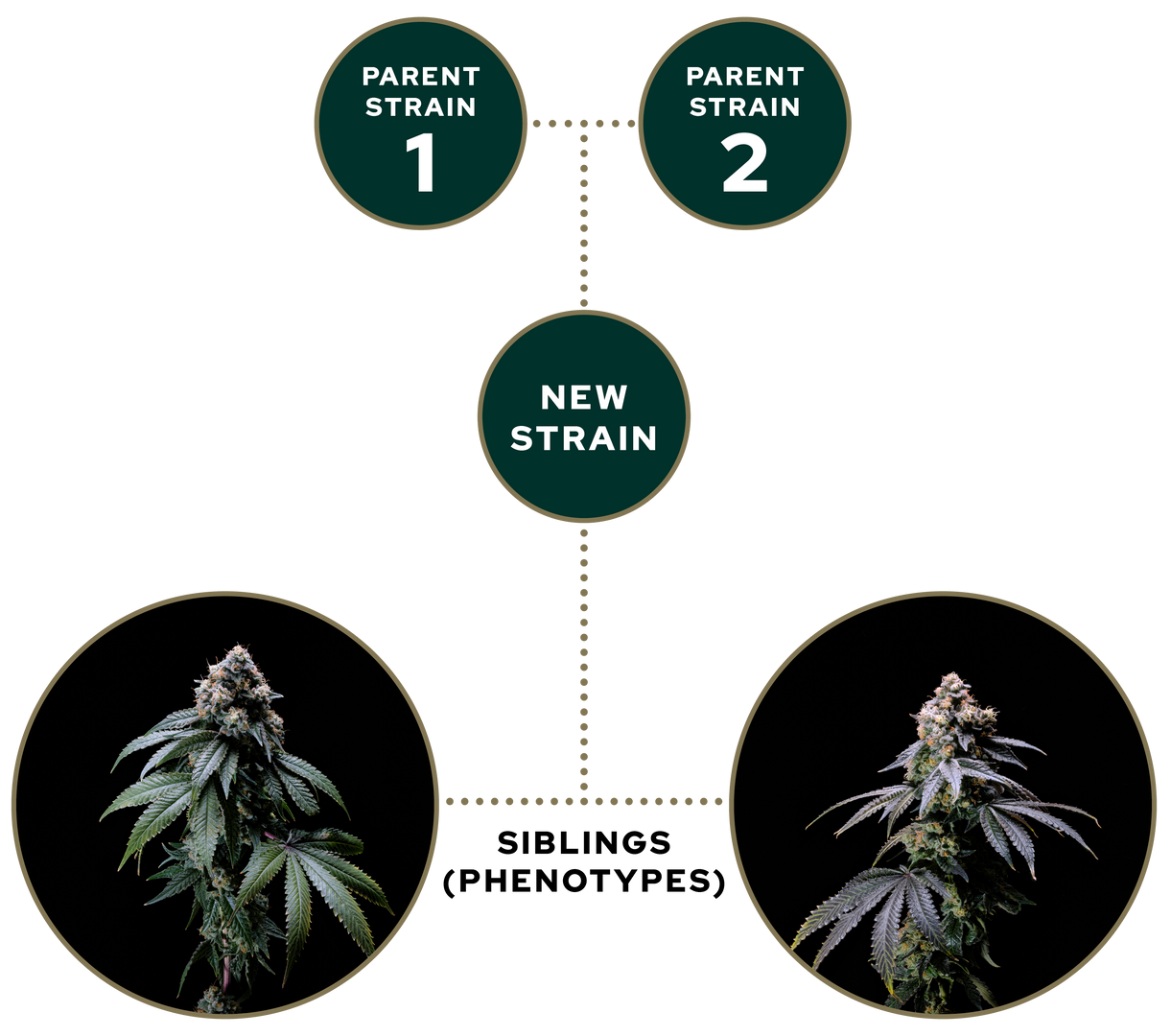 Diagram of two parent strains producing a new strain and sibling plant phenotypes