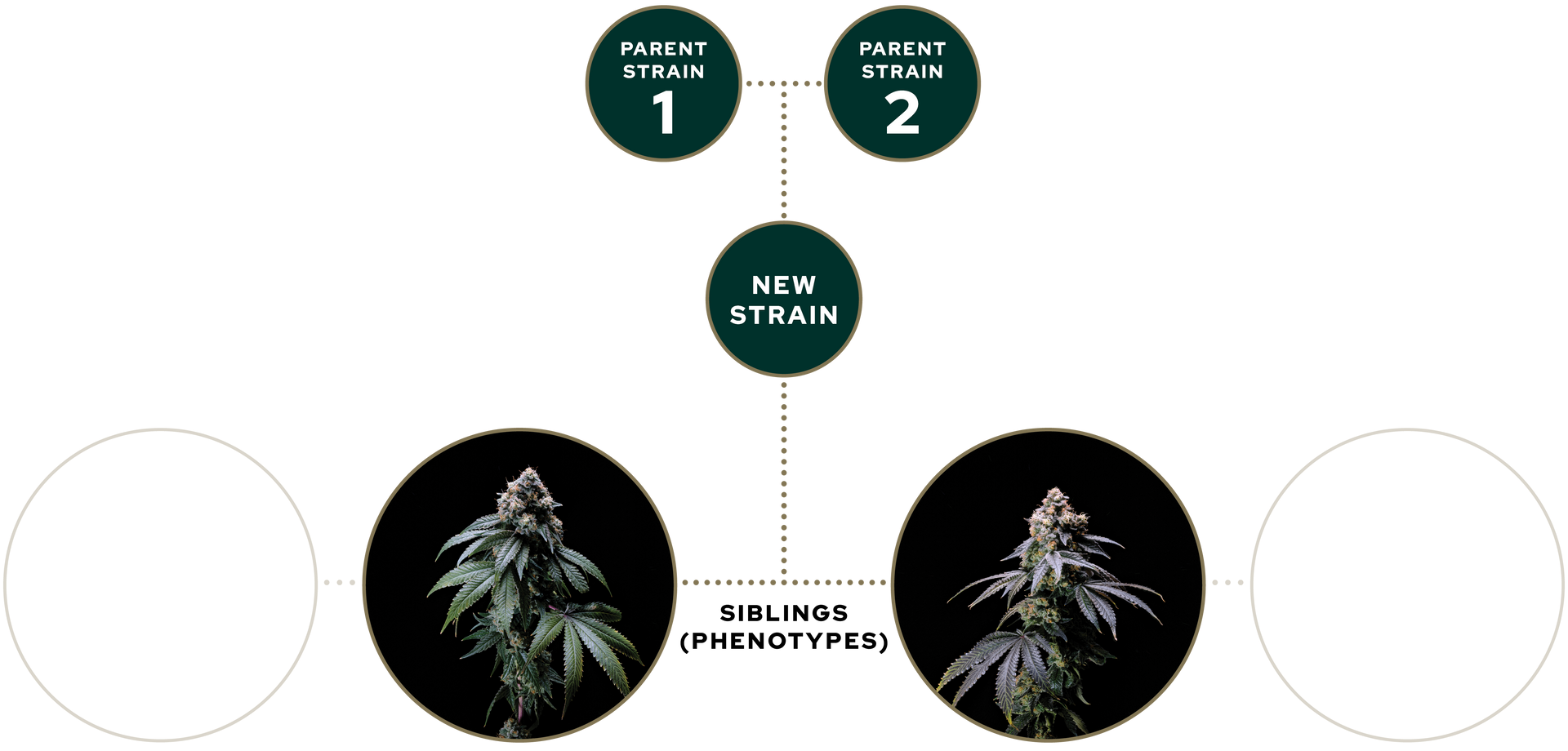 Graphic layout with three green circular icons at top and two dark plant photos at bottom on white background