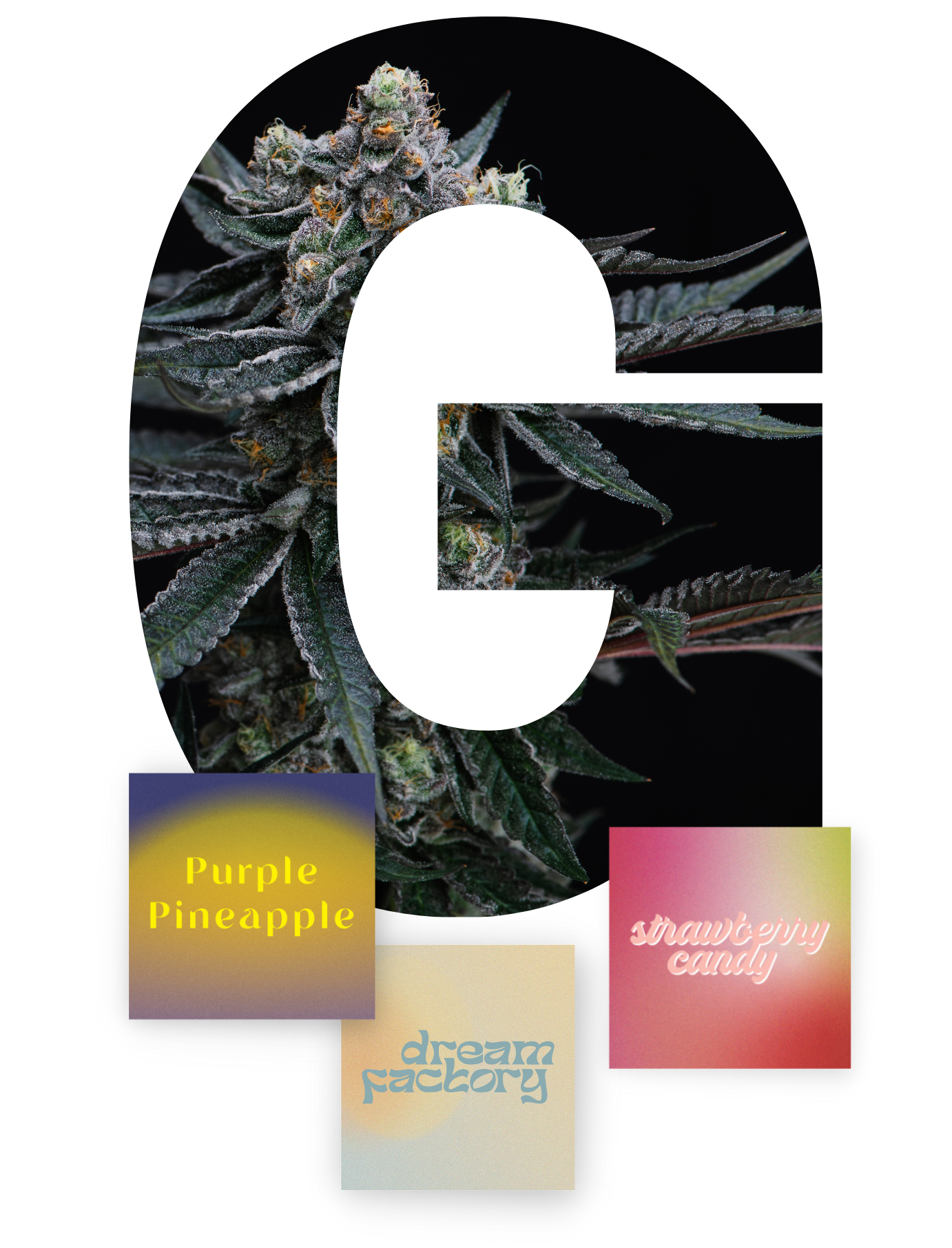Large white “G” over cannabis leaves with three small colored text boxes below.