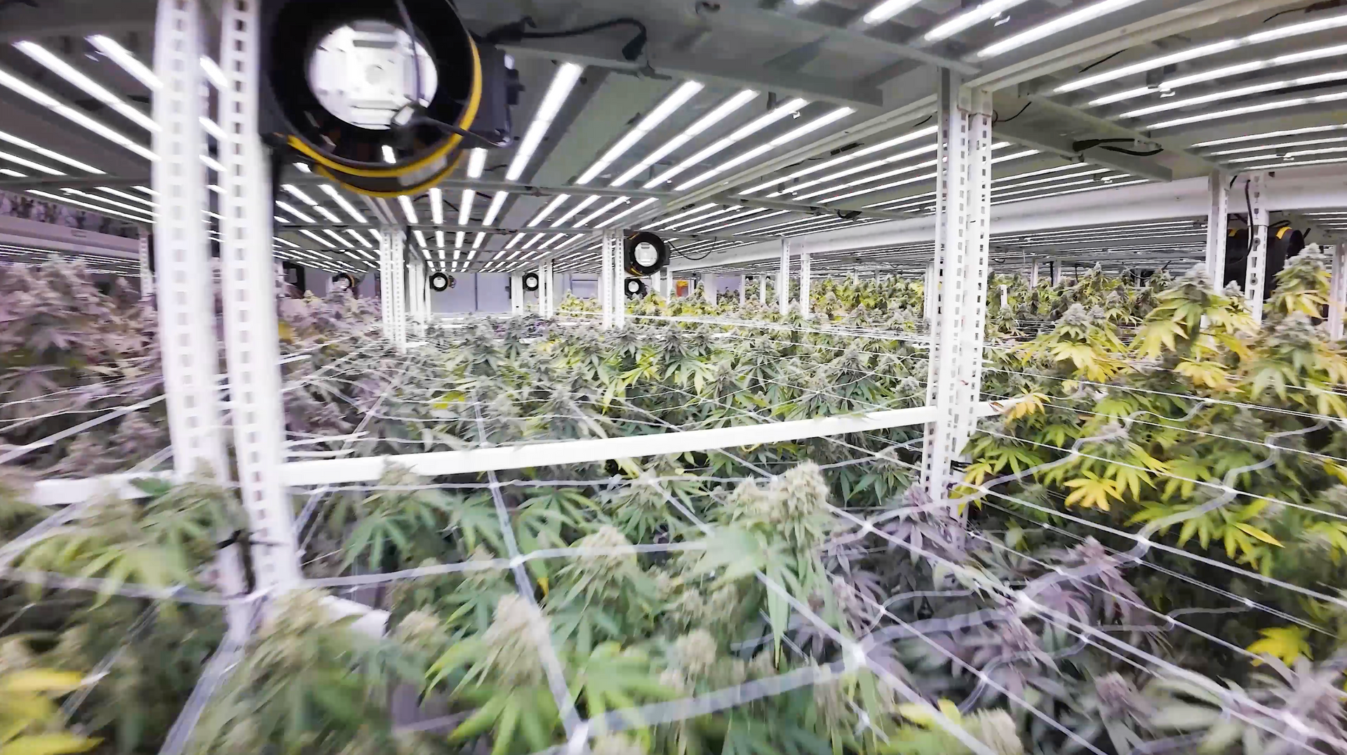 Indoor cannabis grow room with rows of flowering plants under bright LED lights