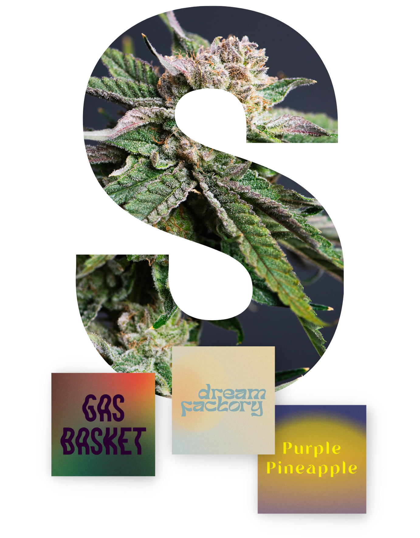 Cannabis bud collage with large white “S” and labels: “Gas Basket,” “dream Factory,” and “Purple Pineapple”