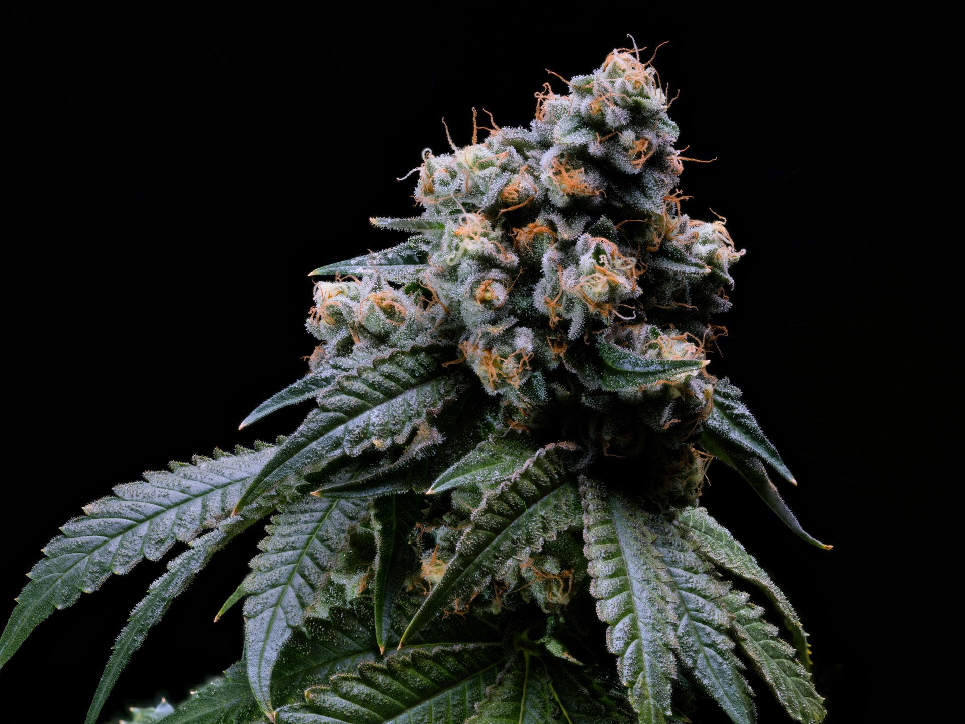 Cannabis bud with green leaves and orange trichomes on a black background