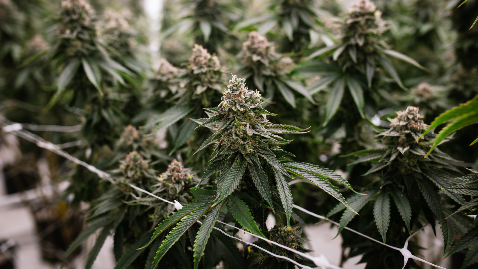 Close-up of cannabis plants with dense green leaves and budding flowers in an indoor grow setup