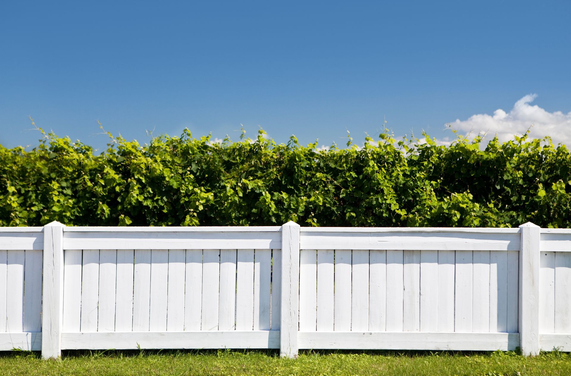 A metal fence surrounds a lush green hedge next to a brick sidewalk.
