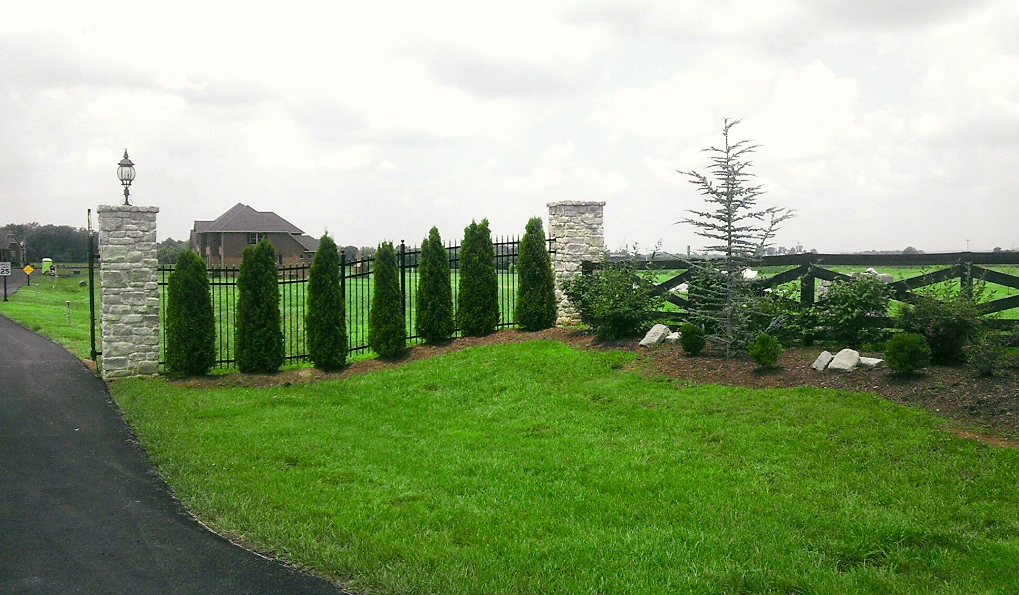 Black gate, stone pillars, and green arborvitae trees line a driveway to a house under an overcast sky.