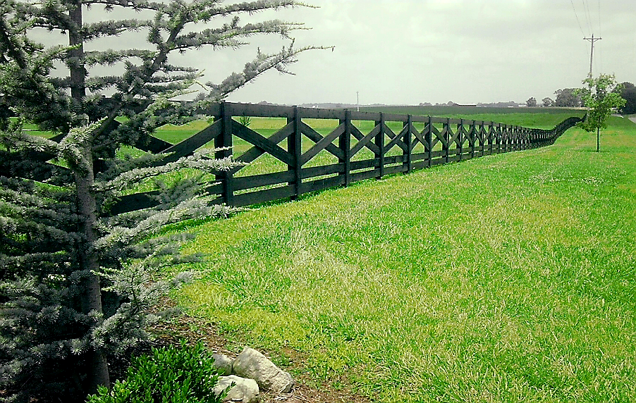 Green grass field bordered by a black crisscross fence, with a coniferous tree in the foreground.