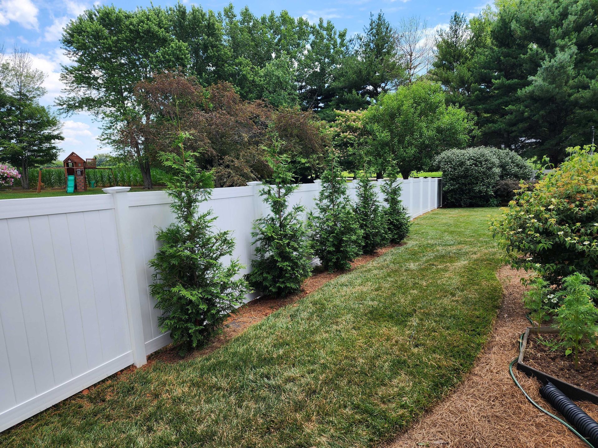 A row of young green trees planted along a white fence in a grassy yard, under a sunny sky.
