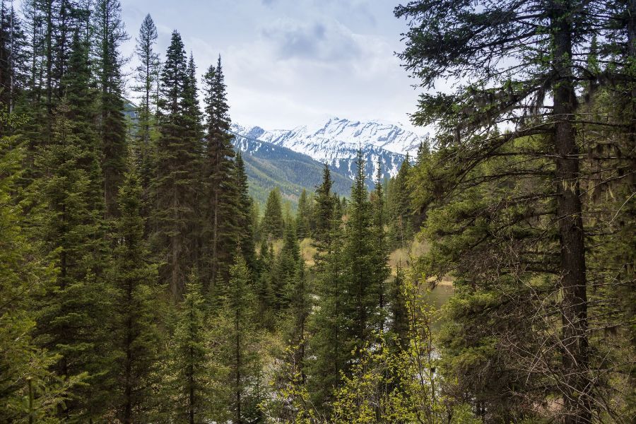 Flathead National Forest