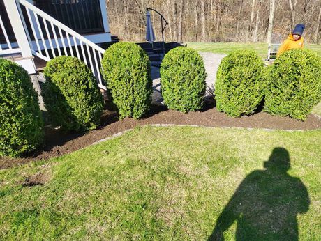 Row of trimmed green shrubs beside a house porch and lawn, with a person’s shadow in the grass